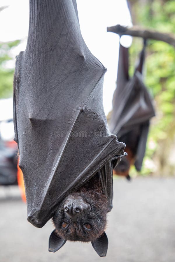 Close Up of Two Giant Bats Hanging Upside Down Stock Photo Image of