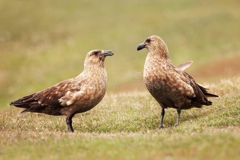 Close up of two Great skuas standing in grass stock image Close up of two Great skuas standing in grass stock image