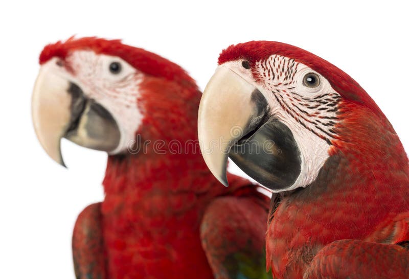 Close-up of two Green-winged Macaws, 1 year old