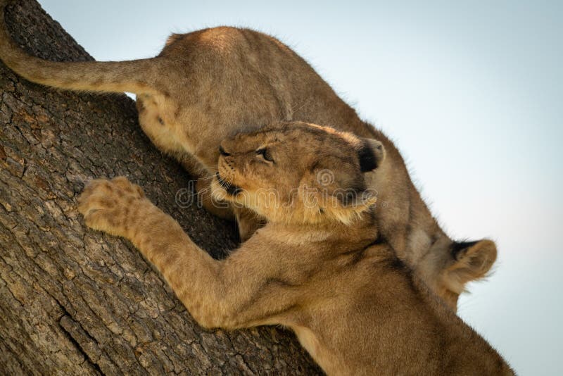 Closeup Of Two Lion Cubs Climbing Tree Stock Photo Image of lion