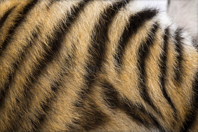 Tiger Fur Stock Photos Download 22,914 Royalty Free Photos