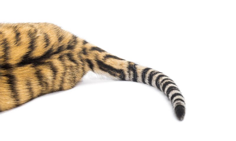 7 918 Tiger Tail Photos Free Royalty Free Stock Photos From Dreamstime