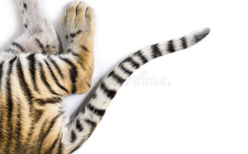 7 918 Tiger Tail Photos Free Royalty Free Stock Photos From Dreamstime