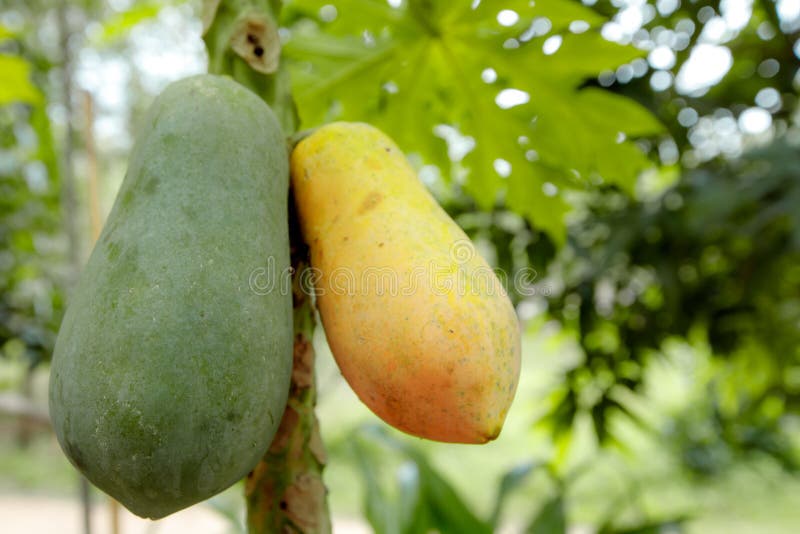 close-up-two-papayas-thr-unrip-papaya-green-rip-yellow-hanging-tree-149174401.jpg
