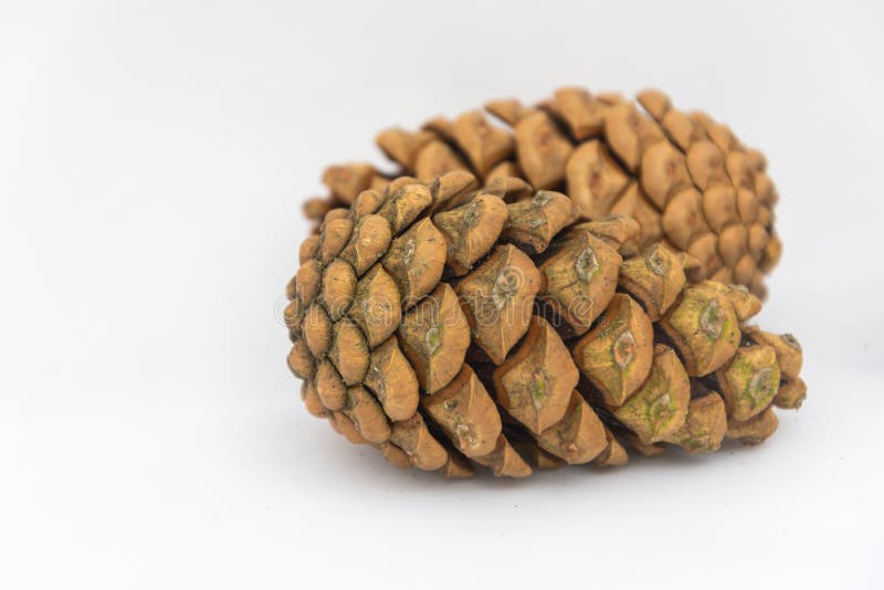 Close up of two pinecones on a white background royalty free stock photo Close up of two pinecones on a white background royalty free stock photo