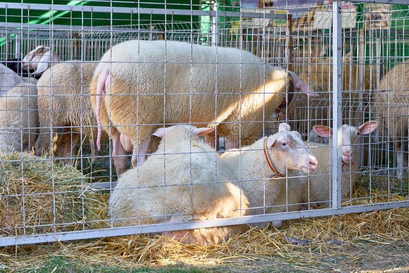 Sheep behind fence stock photo. Image of fence, sheep 30153298
