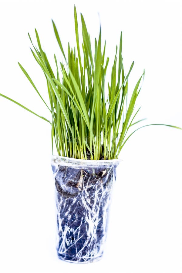 Close Up of Two Small Pots Containing Wheat Grass in Them Isolated on