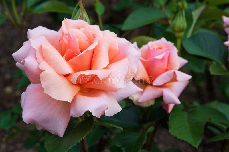 8,318 Peach Roses Stock Photos - Free & Royalty-Free Stock Photos from ...