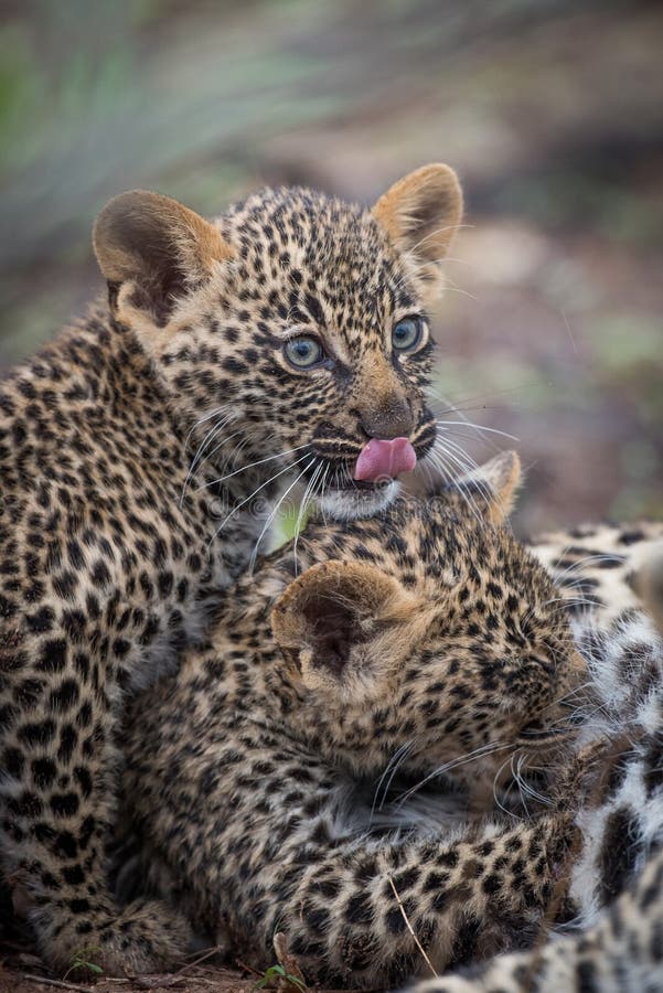 Close up of two tiny leopard cubs. stock photo Close up of two tiny leopard cubs. stock photo