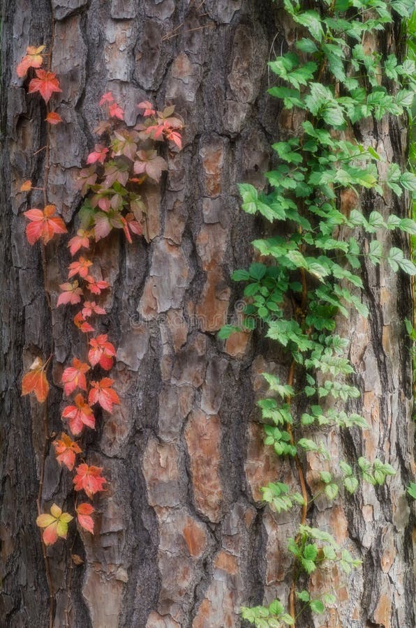 Closeup of Two Vines Climbing a Pine Tree Stock Photo Image of brown