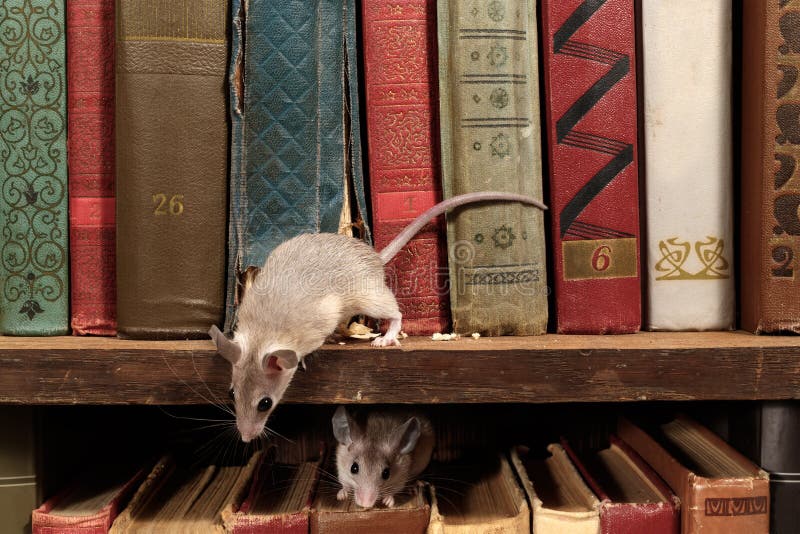 Close-up Two Young Mice on the Old Books on the Shelf in the Library. Stock Photo - Image of mouse, animal: 142198732 Close-up Two Young Mice on the Old Books on the Shelf in the Library. Stock Photo - Image of mouse, animal: 142198732