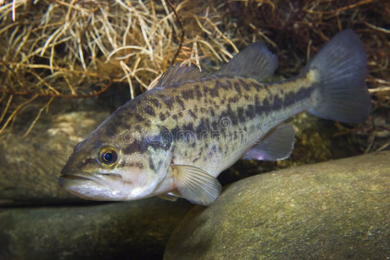 Largemouth Bass Micropterus Salmoides Freshwater Fish Underwater