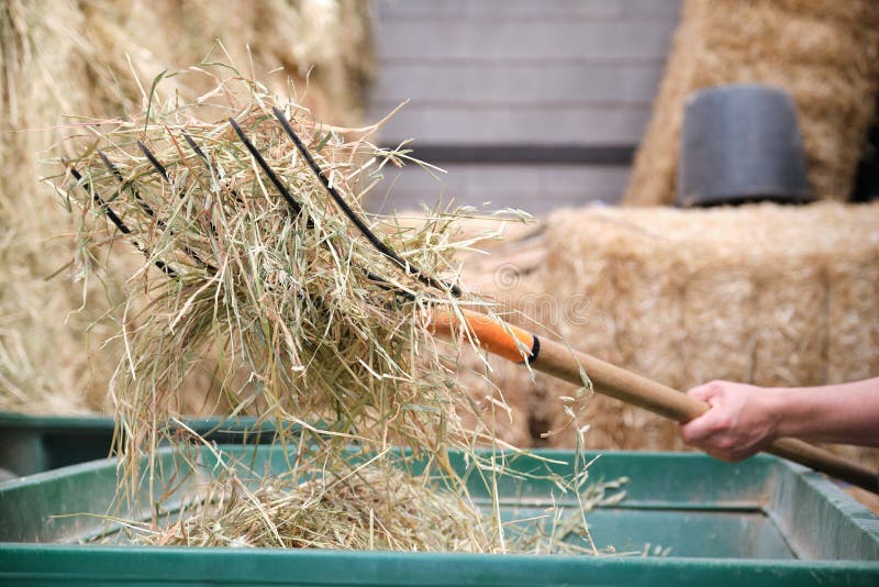 Close up of a farmers hand using a fork to load the wheelbarrow with hay. stock photos