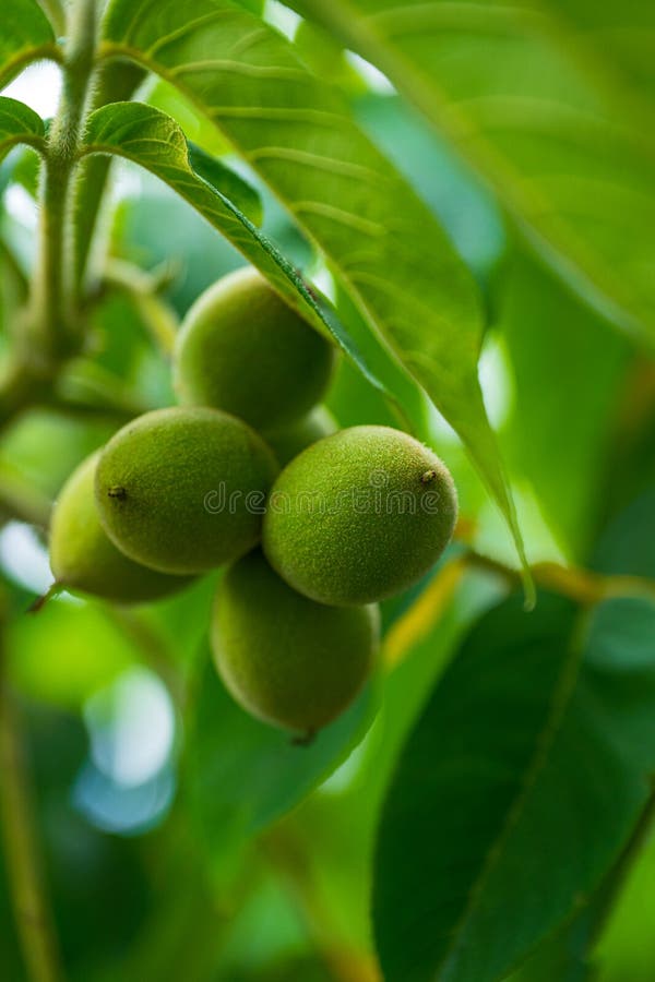 Close up of unripe green walnut fruits.. royalty free stock images