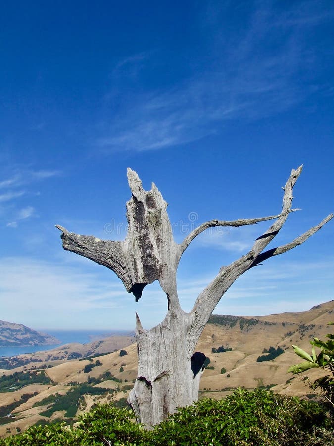 Close-up van Boom met Gat dichtbij Akaroa, Nieuw Zeeland stock fotografie Close-up van Boom met Gat dichtbij Akaroa, Nieuw Zeeland stock fotografie