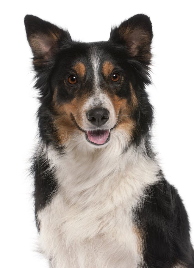 Close-up van Border collie, voor witte achtergrond stock afbeeldingen Close-up van Border collie, voor witte achtergrond stock afbeeldingen