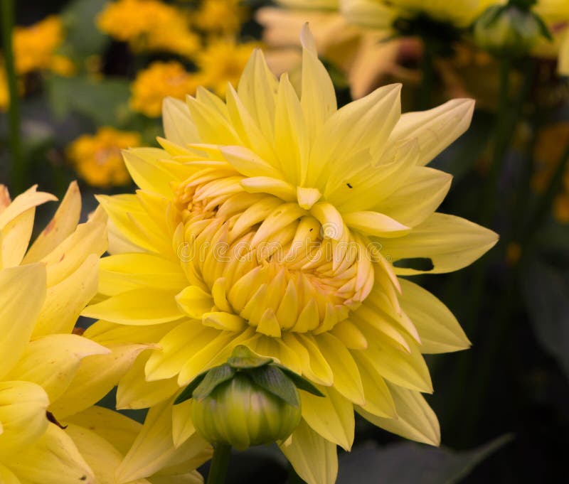 Close-up van een bloem van een gele non-opening chrysant stock afbeelding Close-up van een bloem van een gele non-opening chrysant stock afbeelding