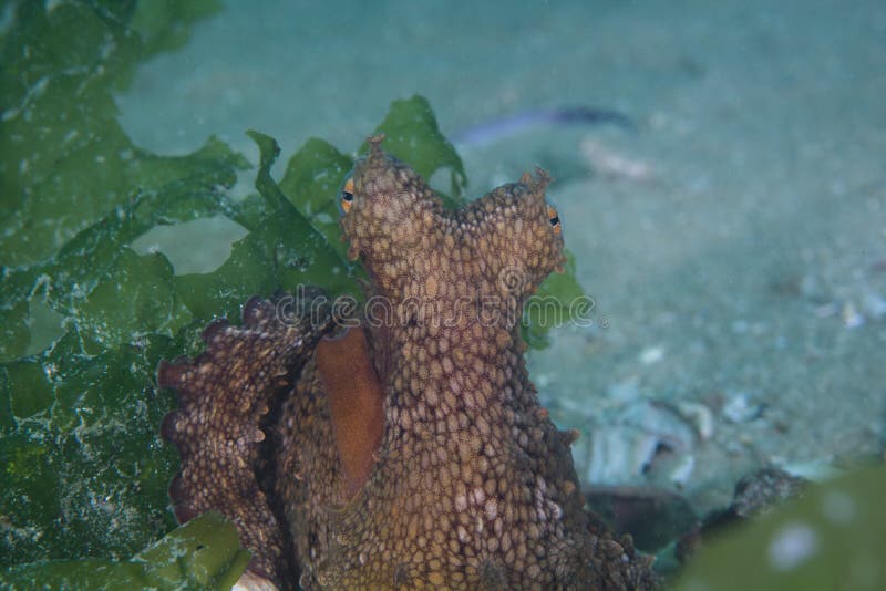 Close-up van een Gemeenschappelijke Octopus die weg verbergen stock afbeeldingen Close-up van een Gemeenschappelijke Octopus die weg verbergen stock afbeeldingen