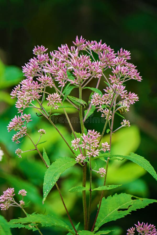 Close-up van een Gemeenschappelijke syriaca van Milkweed †„Asclepias stock foto's Close-up van een Gemeenschappelijke syriaca van Milkweed †„Asclepias stock foto's