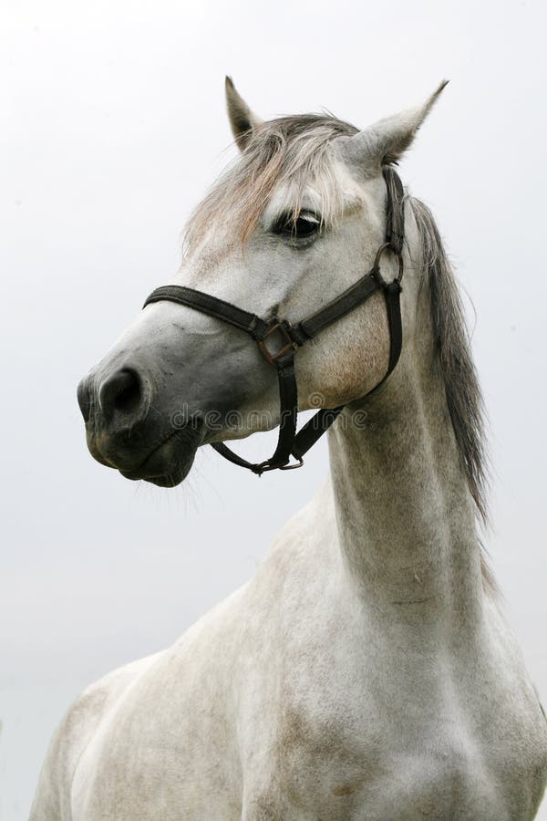 Close-up van een jong rasecht paard