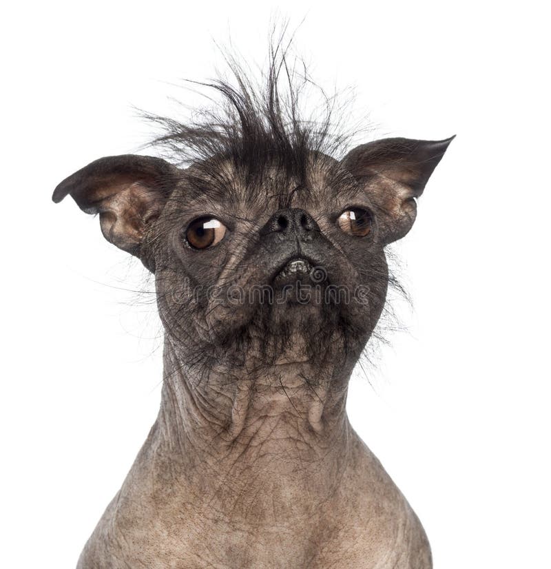 Close-up van een Kale hond van het mengen-Ras, mengeling tussen een Franse buldog en een Chinese kuifhond stock fotografie Close-up van een Kale hond van het mengen-Ras, mengeling tussen een Franse buldog en een Chinese kuifhond stock fotografie