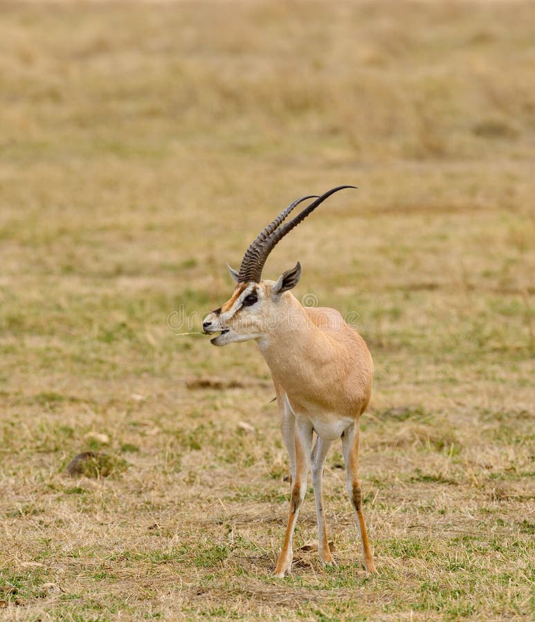 Closeup of Grant`s Gazelle scientific name: Gazella granti, robertsi or `Swala granti` in Swaheli in the Ngorongoro National park, Tanzania. Closeup of Grant`s Gazelle scientific name: Gazella granti, robertsi or `Swala granti` in Swaheli in the Ngorongoro National park, Tanzania