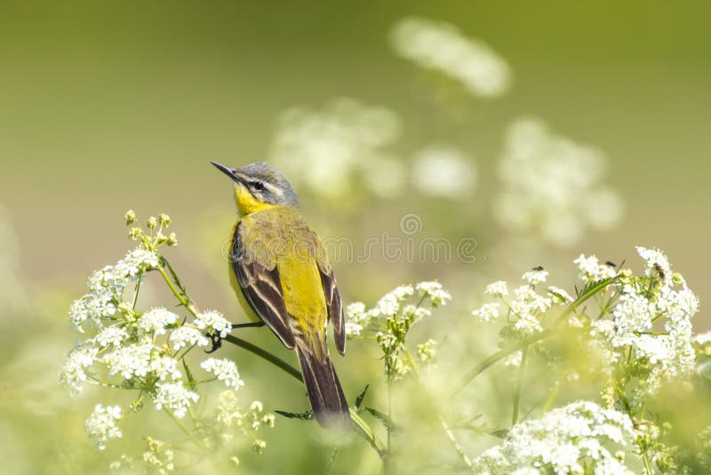 Close-up van een mannelijke westelijke gele flava van Motacilla van de kwikstaartvogel royalty-vrije stock afbeelding Close-up van een mannelijke westelijke gele flava van Motacilla van de kwikstaartvogel royalty-vrije stock afbeelding