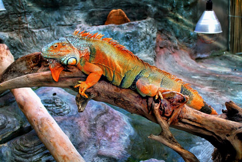 verwijzen Reisbureau Correctie Close-up Van Een Mooie Kleurrijke Leguaan in Terrarium Reptiel Stock  Afbeelding - Image of sinaasappel, leguaan: 104279431