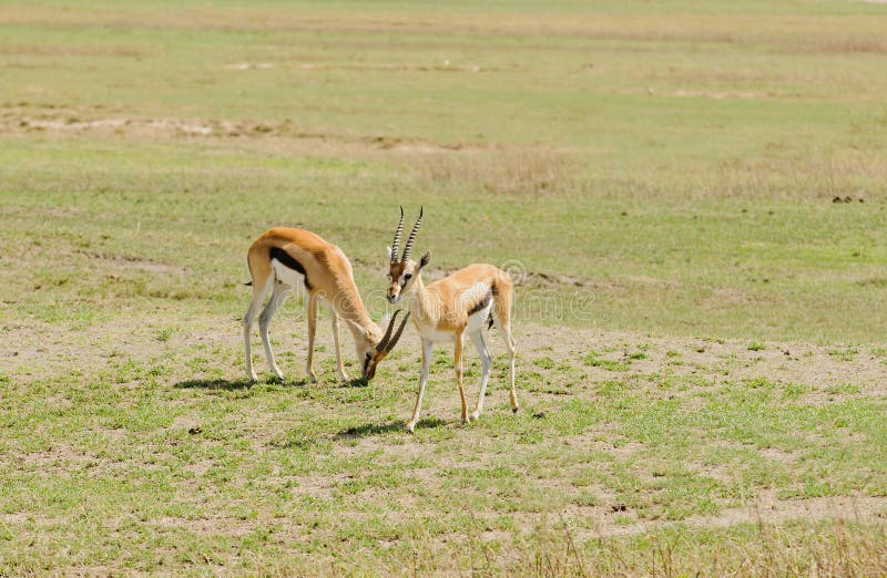 Closeup of Thompson`s Gazelle scientific name: Gazella thompsoni, or `Swala tomi` in Swaheli in the Ngorogoro National park in Tanzania. Closeup of Thompson`s Gazelle scientific name: Gazella thompsoni, or `Swala tomi` in Swaheli in the Ngorogoro National park in Tanzania