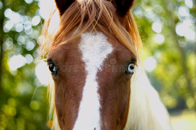 Close-up van een paard royalty-vrije stock afbeelding Close-up van een paard royalty-vrije stock afbeelding