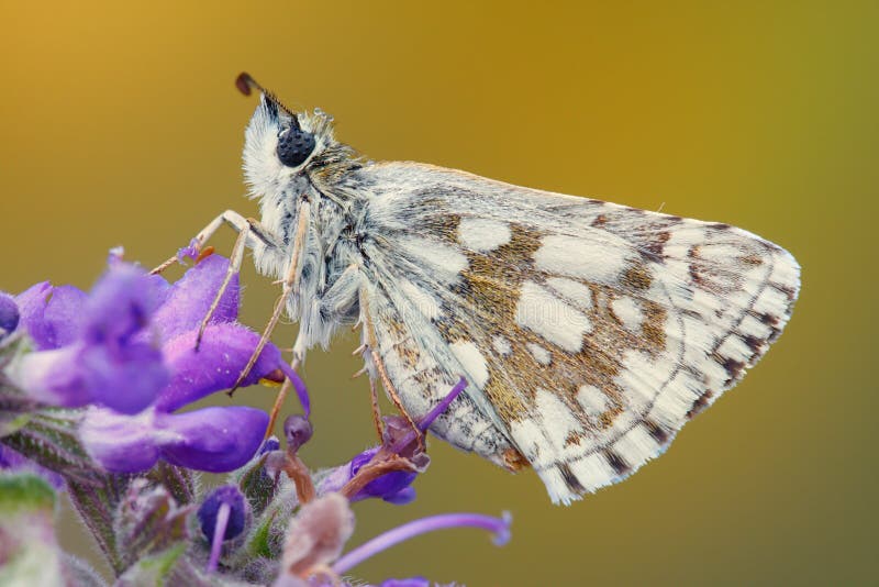 Close-up van een vlinder op een bloem royalty-vrije stock foto Close-up van een vlinder op een bloem royalty-vrije stock foto