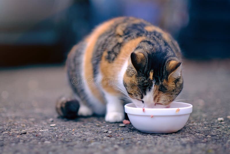 Close-up van een zwerfkat die kattenvoer eet. Horizontale afbeelding stock foto