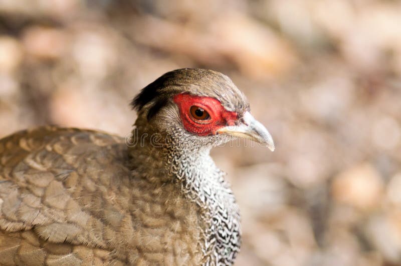 Close-up van gallinaceous vogel. royalty-vrije stock foto Close-up van gallinaceous vogel. royalty-vrije stock foto