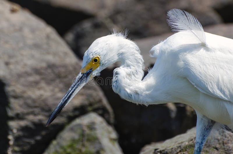 Close-up van Grote Witte Aigrette op Rotsen royalty-vrije stock foto's Close-up van Grote Witte Aigrette op Rotsen royalty-vrije stock foto's