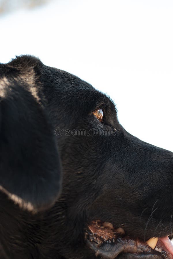 Close-up van het gezicht van een zwarte hond met een witte achtergrond royalty-vrije stock foto's Close-up van het gezicht van een zwarte hond met een witte achtergrond royalty-vrije stock foto's