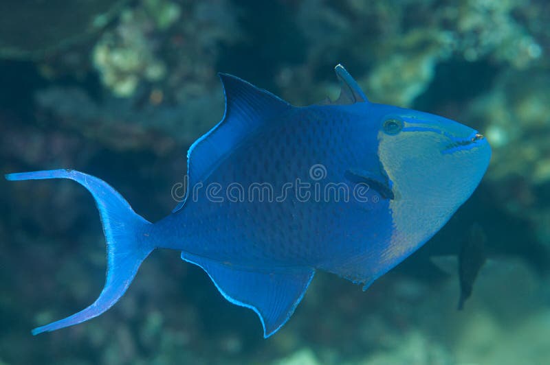 Close-up van hetgetande triggerfish zwemmen over koraalrif van Bali stock afbeeldingen Close-up van hetgetande triggerfish zwemmen over koraalrif van Bali stock afbeeldingen