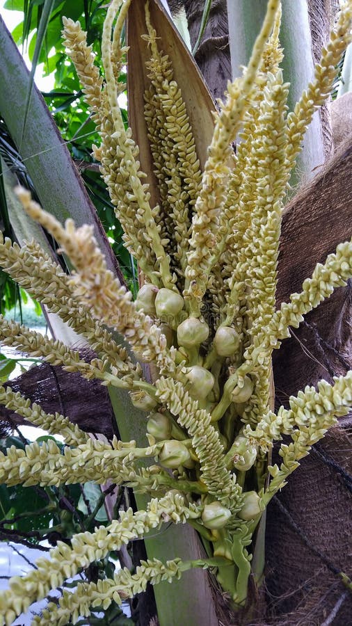 Close-up van jonge arecapalm bloemen (Areca catechu) stock fotografie