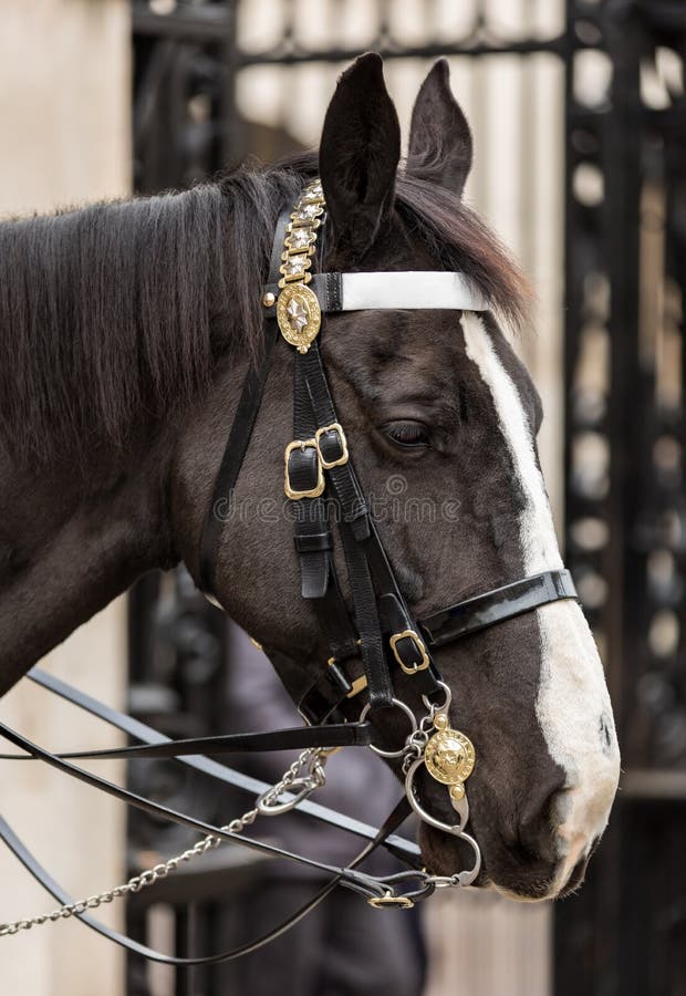 Close-up van Koningin` s Koninklijke Wacht Horse royalty-vrije stock fotografie Close-up van Koningin` s Koninklijke Wacht Horse royalty-vrije stock fotografie