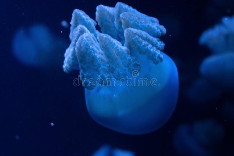 Close-up van Kwallen, in blauw neonlicht stock foto's Close-up van Kwallen, in blauw neonlicht stock foto's