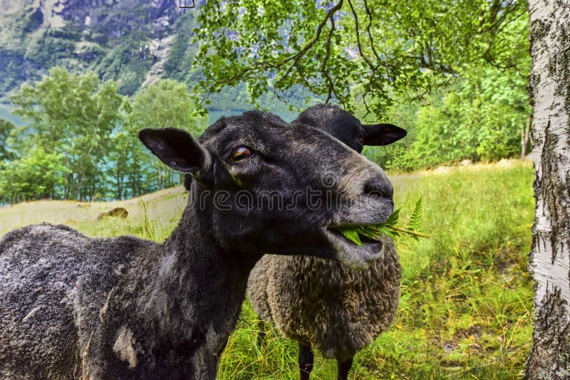 Close-up van lange wolschapen op het landbouwbedrijf royalty-vrije stock afbeelding Close-up van lange wolschapen op het landbouwbedrijf royalty-vrije stock afbeelding