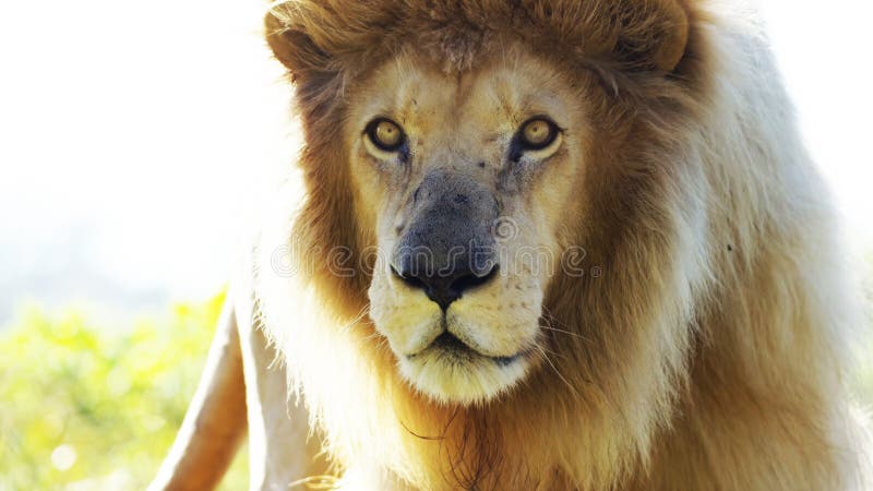 Close-up van leeuw, Panthera-leo, 8 jaar oud, voor witte achtergrond stock foto Close-up van leeuw, Panthera-leo, 8 jaar oud, voor witte achtergrond stock foto