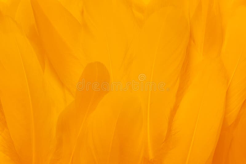 Close-up van mooie gele veren Kleur de achtergrond stock foto's Close-up van mooie gele veren Kleur de achtergrond stock foto's