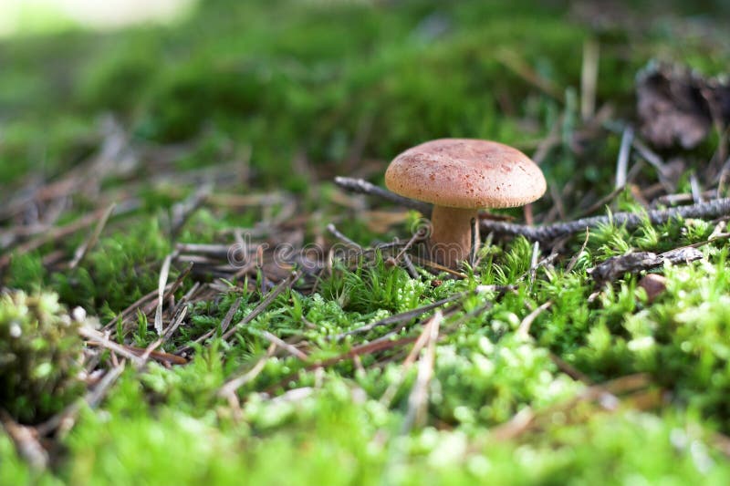 Close-up of Mushroom in the forest on a sunny summer day. Close-up of Mushroom in the forest on a sunny summer day