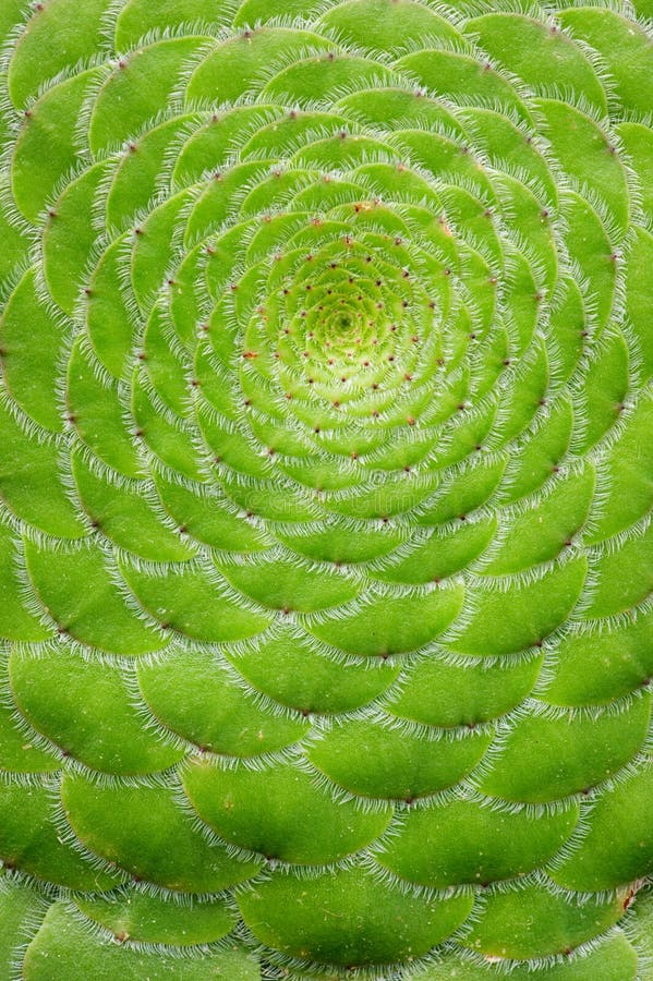 Close-up van Schotelinstallatie Aeonium tabuliforme stock foto's Close-up van Schotelinstallatie Aeonium tabuliforme stock foto's