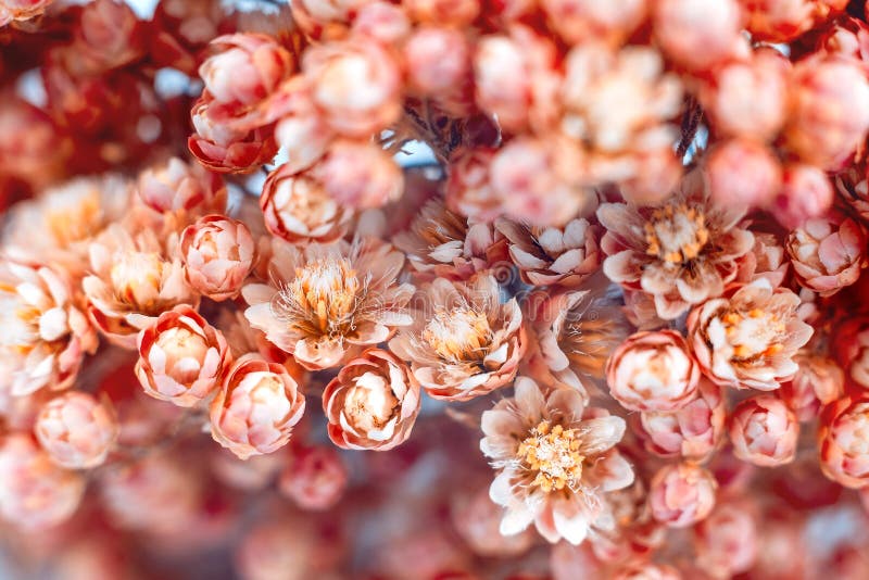 Close-up van Smal het lcoral bloemen op een donkergrijze achtergrond, de lentebloemen stock foto Close-up van Smal het lcoral bloemen op een donkergrijze achtergrond, de lentebloemen stock foto
