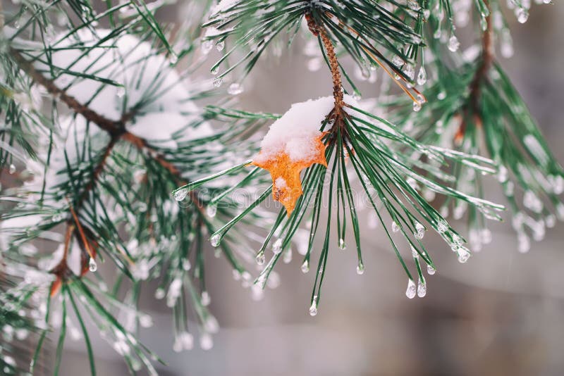 Close-up van takken met vorst en sneeuw, ijsdalingen worden behandeld die Blad van de de herfst het gele die esdoorn op een pijnb stock afbeeldingen Close-up van takken met vorst en sneeuw, ijsdalingen worden behandeld die Blad van de de herfst het gele die esdoorn op een pijnb stock afbeeldingen