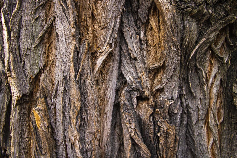 Close-up van textuurachtergrond van een oude eiken boomschors stock afbeeldingen Close-up van textuurachtergrond van een oude eiken boomschors stock afbeeldingen