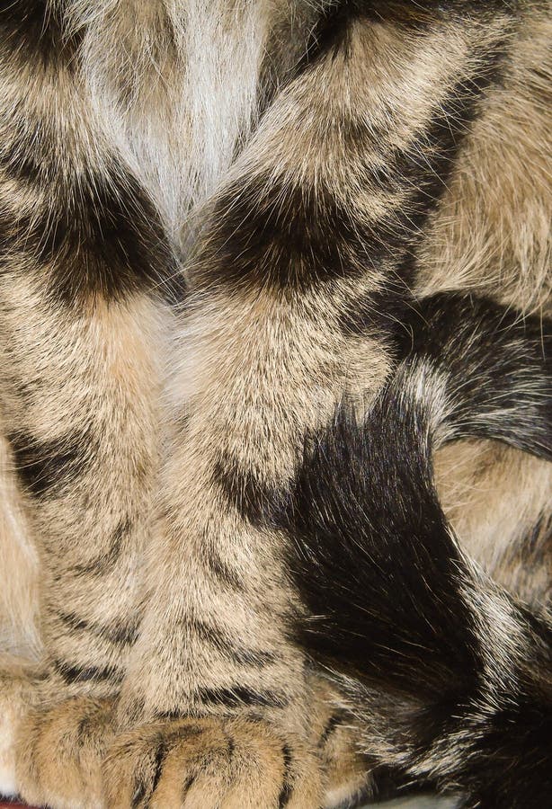 Close-up van tricolor gestreepte kat, gekleurde katachtige, huisdierenachtergrond, detail van poten en staart stock afbeelding Close-up van tricolor gestreepte kat, gekleurde katachtige, huisdierenachtergrond, detail van poten en staart stock afbeelding
