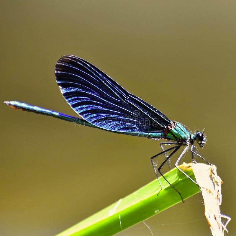 Close-up van virgo van libelcalopteryx royalty-vrije stock afbeeldingen Close-up van virgo van libelcalopteryx royalty-vrije stock afbeeldingen