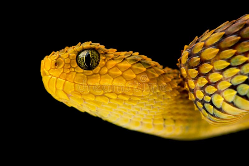 Leaf viper, Atheris squamigera, Stock image